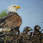 Bald Eagle Family. Acrylics, A3 size, 420 x 297mm / 16.5 x 11.7″. Reference photos by Susan Garrett, used with kind permission.