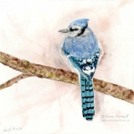 Blue Jay. 8" x 8" watercolour. Original sold. Reference photo: Melissa Burovac on Unsplash