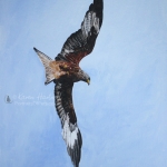 Red Kite in flight. A3 size, acrylics on heavyweight watercolour paper. Original sold.t