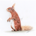 Sold. Red Squirrel. 7" x 7", Derwent drawing pencils on smooth Bristol board. Original sold.