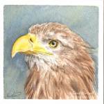 For Sale: White-tailed Eagle Portrait. Watercolour 4" x 4"
