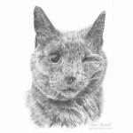 Cat pencil drawing: Earl