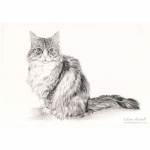 Star, Maine Coon Cat, graphite pencil
