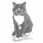 Charlie, black and white cat, graphite pencil