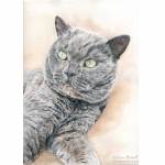 Boston, British Blue cat painting in watercolour.