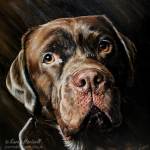 Dog painting. Logie, Chocolate Labrador