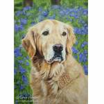 Dìleas, Golden Retriever