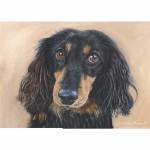 Dog painting. Harry, Long-haired Dachshund