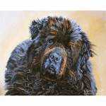 Dog painting. Max, Newfoundland