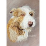Dog painting. Joey, Bearded Collie x Border Collie