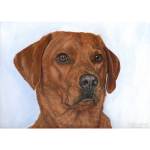 An A4 portrait painting of a Fox Red Labrador named Reggie, highlighting his deep ginger-red coat and loyal expression.