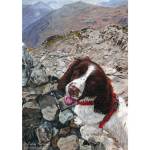 Springer Spaniel, Harry, on the summit of Ben More with Stob Binnein in the distance