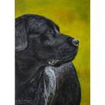 Painting of Black Labrador, Brodie
