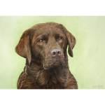 Chocolate Labrador painting - Darci