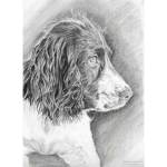 Drawing of Springer Spaniel Mabel