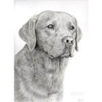 Drawing of Fox Red Labrador, Rufus