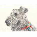 Dog pencil portrait. Molly, Airedale