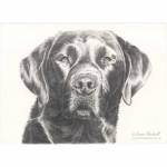 Dog pencil portrait. Bruce, Black Labrador