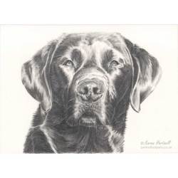 Dog pencil portrait. Bruce, Black Labrador
