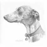 Dog pencil portrait. Fidget, Blue Whippet