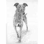 Dog pencil portrait. Eli, brindle Lurcher