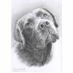 Dog pencil portrait. Happy, Chocolate Labrador