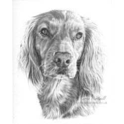 Nugget, Cocker Spaniel