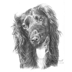 Spud, Cocker Spaniel