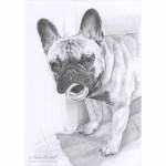 Dog pencil portrait. Jeff, French Bulldog