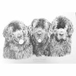 Dog pencil portrait. Newfoundlands: Logan, Storm and Henry