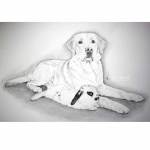 Dog pencil portrait. Wilson, rabbit, and Angus, yellow Labrador