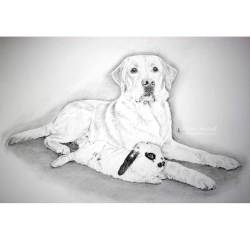 Dog pencil portrait. Wilson, rabbit, and Angus, yellow Labrador