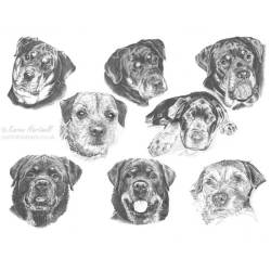 Dog pencil portrait. Rottweilers and Border Terriers