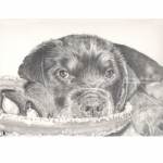 Dog pencil portrait. Roxie, Rottweiler Puppy