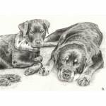 Dog pencil portrait. Rottweilers, Vinnie and Roxie