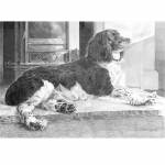 Dog pencil portrait. Bailey, Springer Spaniel