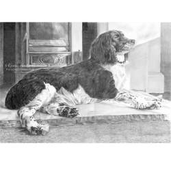 Dog pencil portrait. Bailey, Springer Spaniel