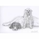 Dog pencil portrait. Tilly, Springer Spaniel, and Doris