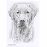 Dog pencil portrait. Cal, Labrador