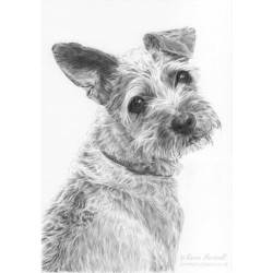 Dog pencil portrait. Maizy