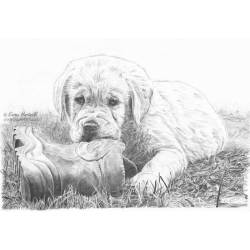 Dog pencil portrait. Walter, Yellow Labrador Puppy