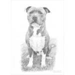 Drawing of Staffordshire Bull Terrier, Zeus