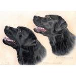 Watercolour painting of Black Labradors Rorie and Scye
