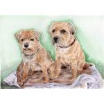 Painting of two Border Terriers, called Ruby and Archie