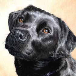 Dog painting. Breagha, Black Labrador