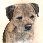 Border Terrier painting: Brodie