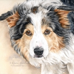 Dog painting. Chase, Border Collie