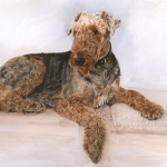 Dog painting. Frankie, Airedale