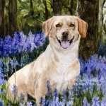 Dog painting. Halley, Springer x Labrador
