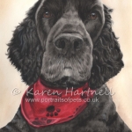 Dog painting. Harvey, Cocker Spaniel
